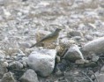 /album/photo-gallery-homepage1/long-billed-pipit-emirates-dec-2005-jpg1/